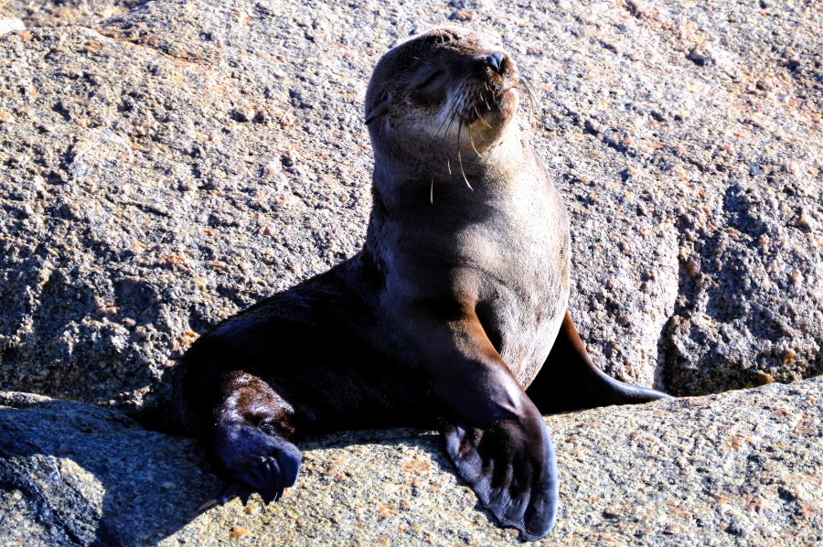 3 Bedroom Property for Sale in Steenbergs Cove Western Cape